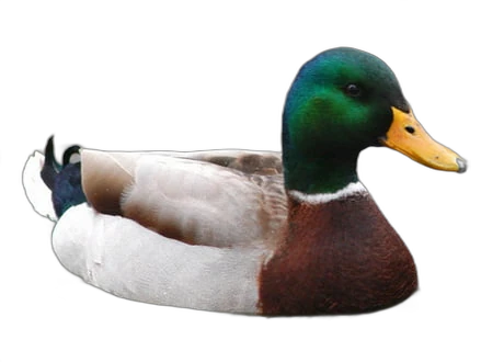 Actual Advice Mallard