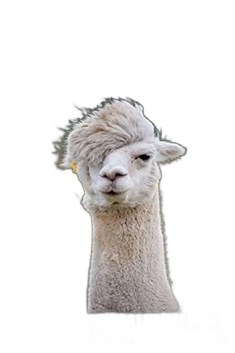 Animal Memes